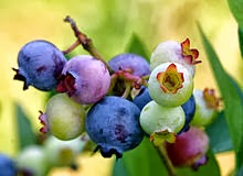 Calories In Blueberries, Nutritional Value & 11 Amazing Benefits