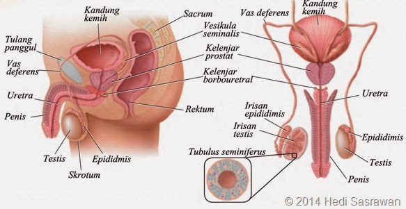 Penyakit pada Sistem Reproduksi Manusia