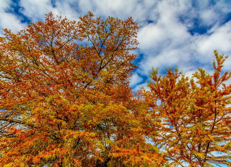 10 Trees to Plant for Fall Foliage