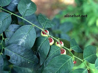 Manfaat Daun Katuk Untuk Kesehatan