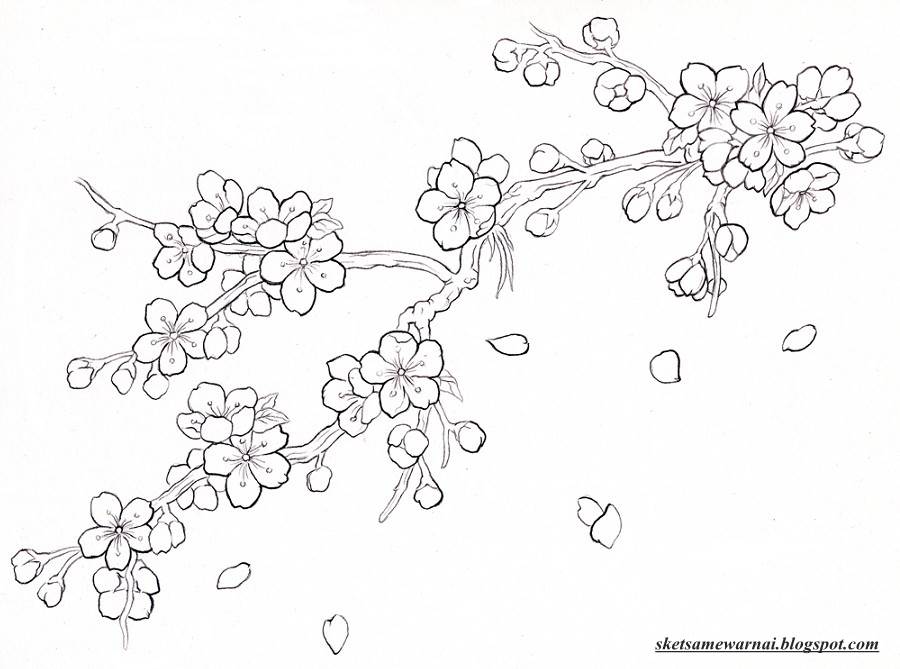 Sketsa Mewarnai Gambar Bunga Sakura - Sketsa Mewarnai