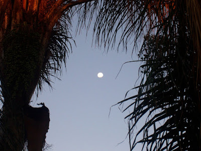 tropical palm trees framing the twilight moon