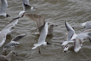 1st cycle 'argentatus' Herring Gull