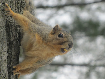 squirrel in a tree with kernel of corn in mouth