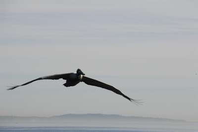 gray pelican flying with the ocean breeze