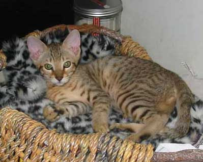 Cat In Egyptian. Egyptian Mau Cat