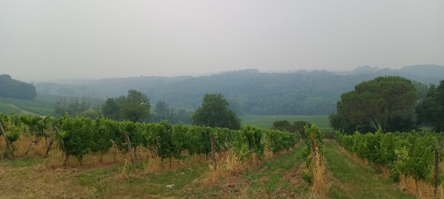 Bordeaux vines with smoke from wild fires, France. Photo by Loire Valley Time Travel.
