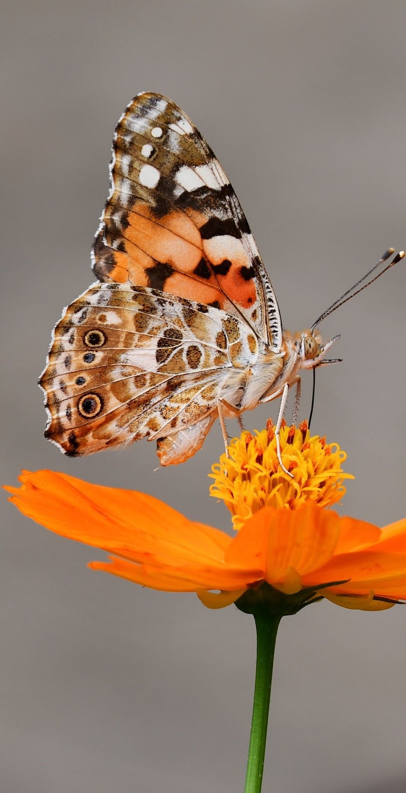 A butterfly on an orange flower.