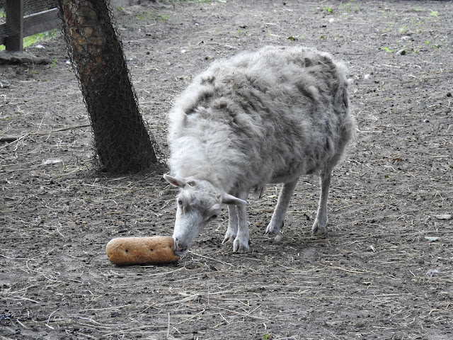 owca bretońska jest najmniejsza ze wszystkich owiec, ma 45 cm wysokości