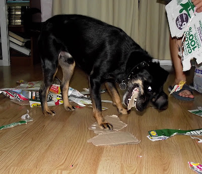 educan adiestramiento canino a domicilio alicante conducta problemas comportamiento