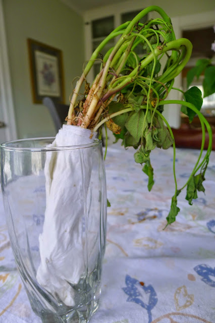 Growing sweet potato slips