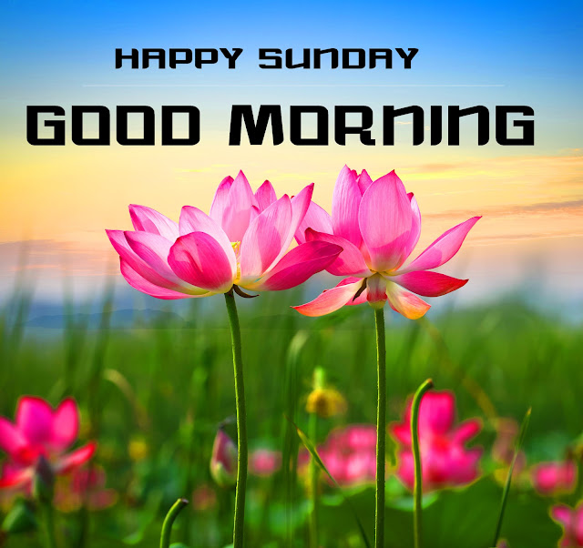 Happy Sunday Good Morning Hd Images (5)