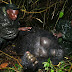 Foto-Foto Pembantaian Gorilla Tersadis