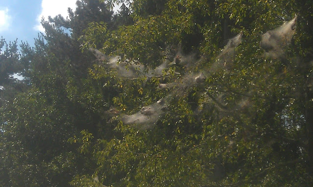 trees with tent catipillars