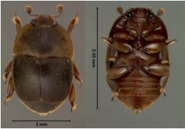 ADULTO DEL PEQUEÑO ESCARABAJO DE LAS COLMENAS (Aethina tumida)