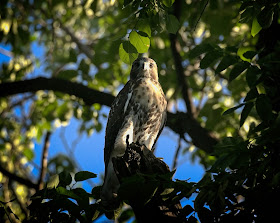 Tompkins Square red-tail fledgling