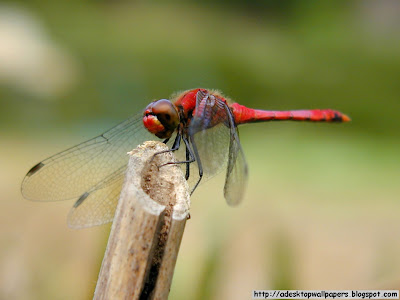 Dragonfly Animal Desktop Wallpapers, PC Wallpapers, Free Wallpaper, Beautiful Wallpapers, High Quality Wallpapers, Desktop Background, Funny Wallpapers http://adesktopwallpapers.blogspot.com