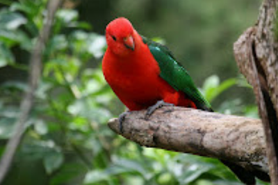 Australian king parrot 