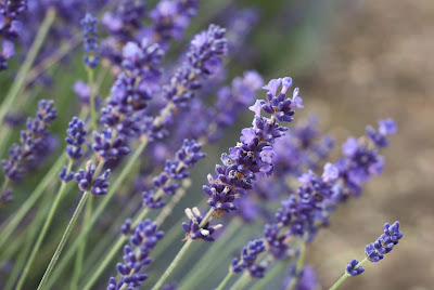 Lavandula (foto Gemma Evans)