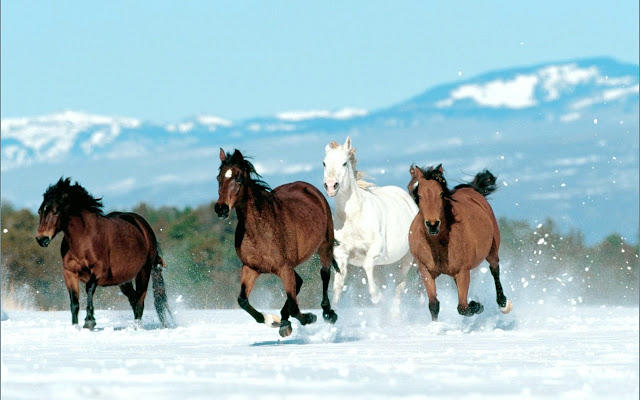 horses+wallpapers+%252811%2529