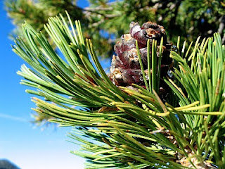 sparkling pine cone sap