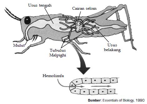 Blog Gue Jadi Suka Suka Gue Sistem Ekskresi  Pada Serangga