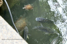 Fish and turtles floating in pond at Jardim De Lou Lim Ieoc Garden of Macao, a beautiful natural park