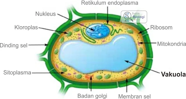 Organel Sel Yang Ada di Sel Tumbuhan