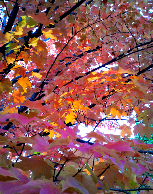 red leaves on a tree in augsburg park in richfield minnesota