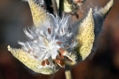 Milkweed on trail