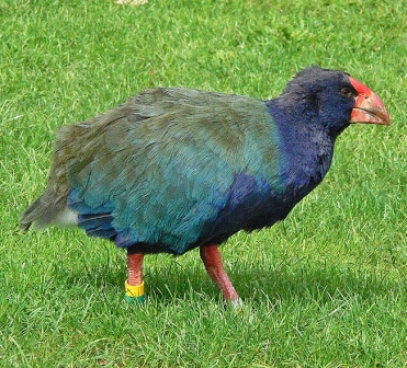 Burung yang Tidak Bisa Terbang