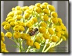 Tansy bee 2