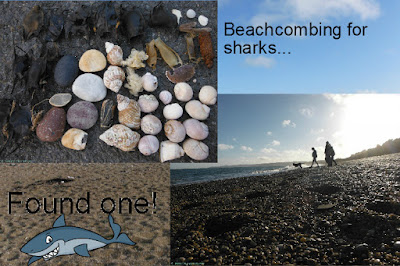 Picture made of four sections, upper left flat lay colletion of mermaids purses and shells,  top right the words 'Beachcombing for sharks...', lower right sillhoeutte of people on a single beach, lower left the words 'found one with a cartoon shark on sand