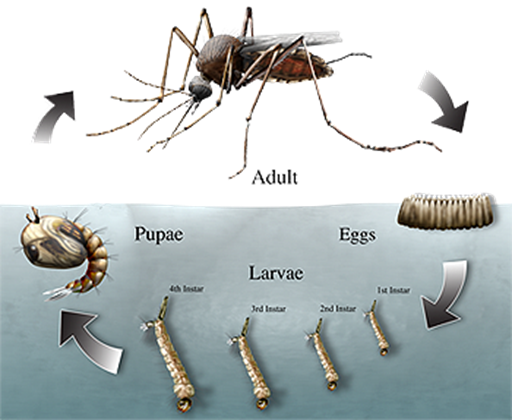 Ciclo de vida de los mosquitos (YouTube) (YouTube).