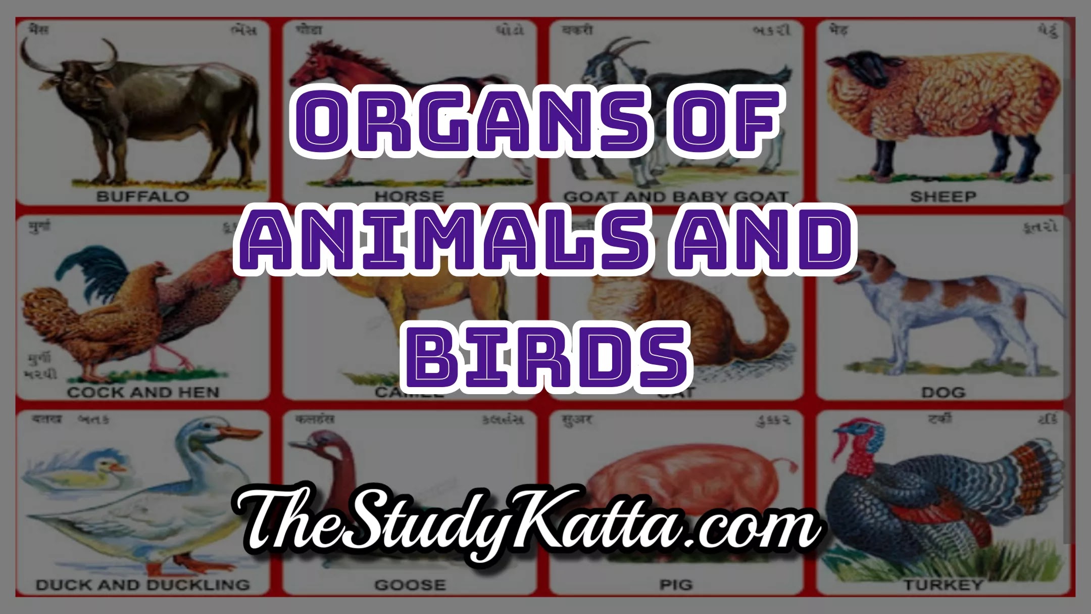 Animal Body Parts Name in English Organs of Animals and Birds प्राणी व पक्षांच्या शरीराच्या अवयवांची नावे