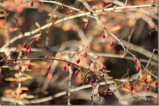Fall_Berries