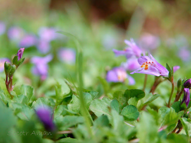 Mazus miquelii