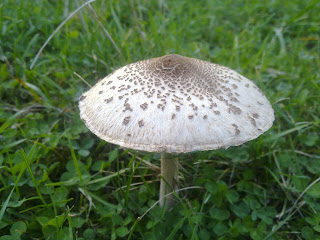 mushroom