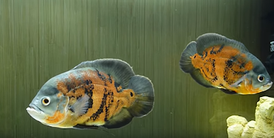 poisson astronotus ocellatus aquarium