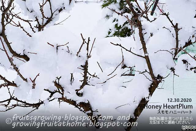 スモモ ハニーハートの木に積雪