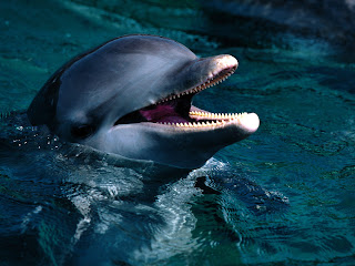 Dolphin Wallpaper