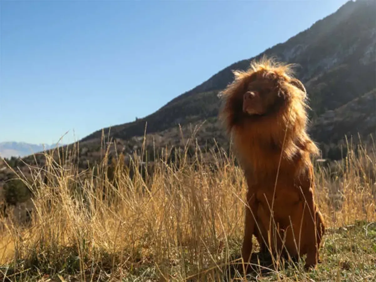 Lion's Mane For Your Dog