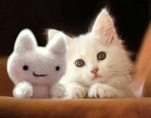 gatito blanco con peluche