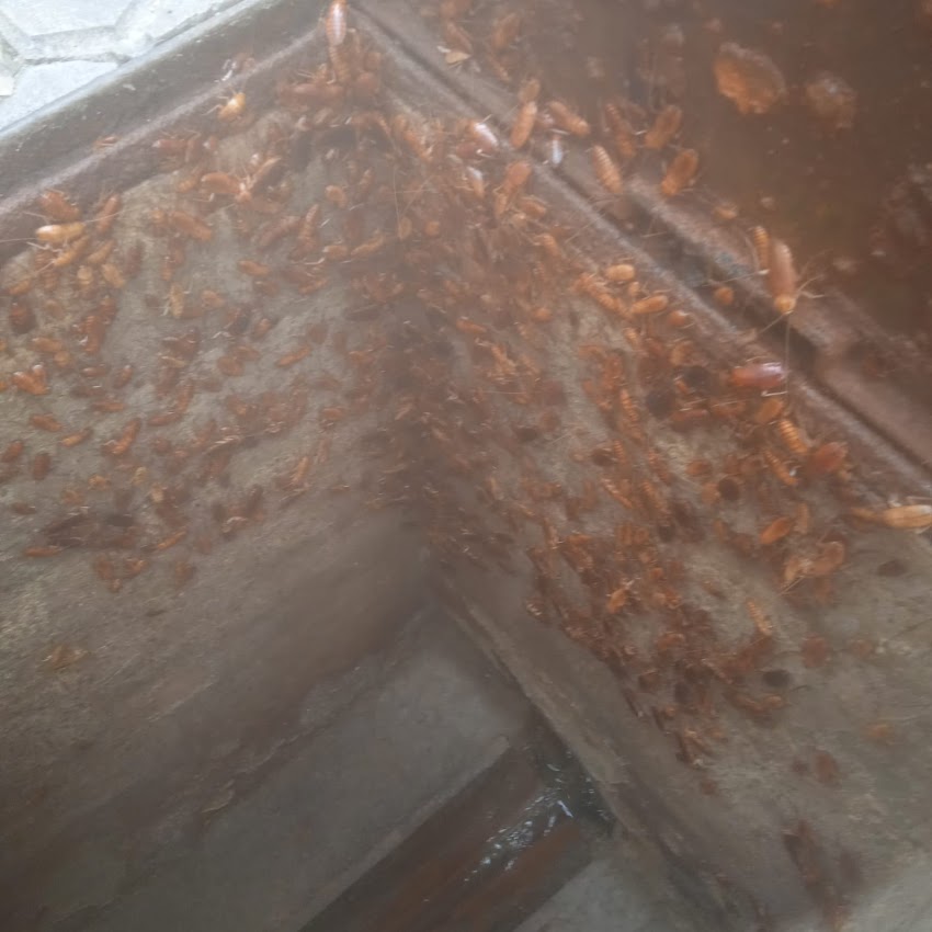 Eliminar cucarachas en San Juan de Aznalfarache