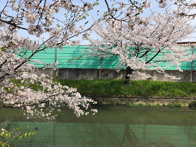 【寝屋川市】幹線用水路の桜（大阪みどりの百選）