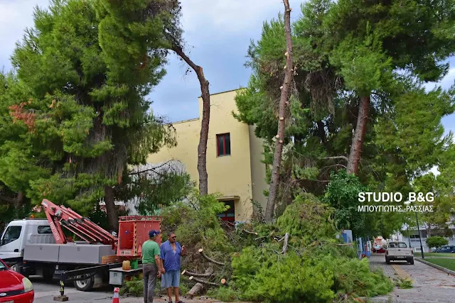 Εκτεταμένο κλάδεμα επικίνδυνων δέντρων στο 3ο Δημοτικό Σχολείο Ναυπλίου