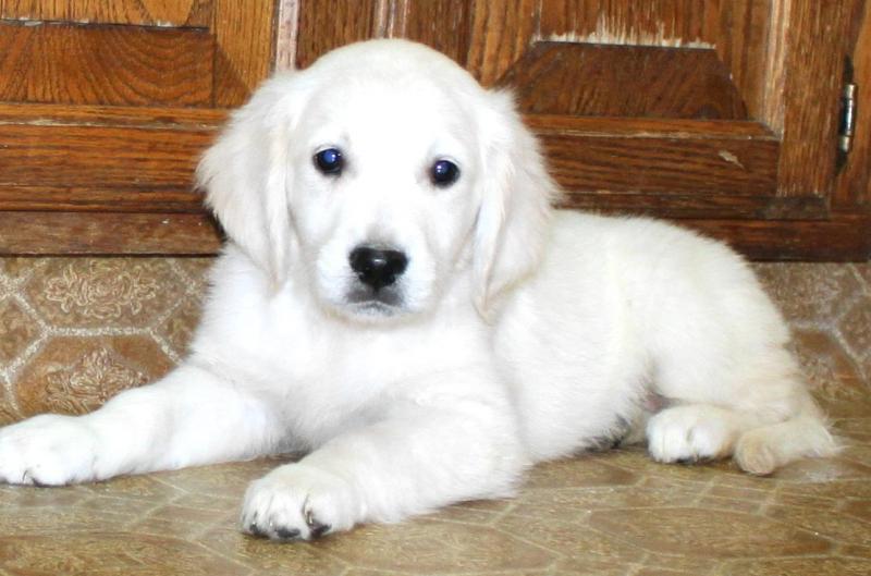 White Golden Retriever Puppies For Sale The archetypal golden's were