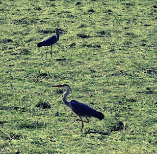 Gambar burung bangau