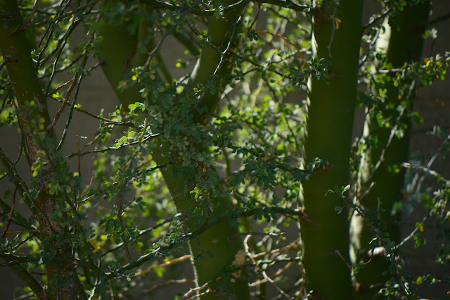 Parkinsonia florida, small sunny garden, amy myers photography, desert tree, Palo Verde