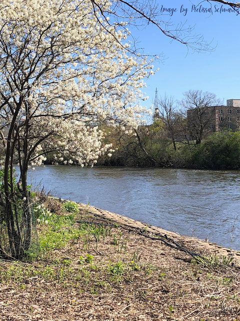 Spring flowers and a little extra beauty to Walton Island.